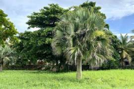 Iconic Waterfront Lots