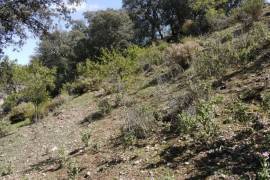 Lush Land with Stunning Views Land