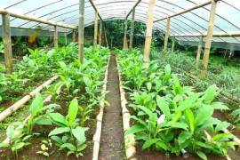 Excellent Organic Farm And Finca For Sale In Pedro Vicente Maldonado