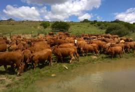 Stunning Farm With Land For Sale in Eastern Cape South