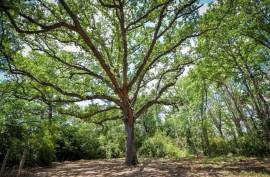 Stunning 3 Bedroom Leaseback Apartment For Sale In Chateau De Jouarres Azille Languedoc-Roussillion France Stunning 3 Bedroom Leaseback Apartment For Sale In Chateau De Jouarres Azille Languedoc-Roussillion France