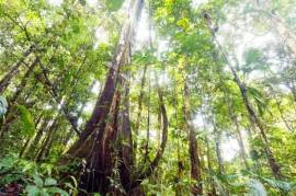 Excellent Plot of land for sale in Amazon Rainforest