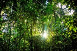 Excellent Plot of land for sale in Amazon Rainforest