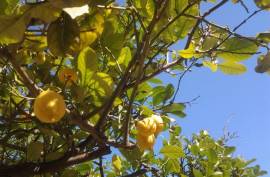Stunning 5 Bed Cortijo del Sevillano/Finca with separate Studio for sale in Cuevas del Almanzora Almeria
