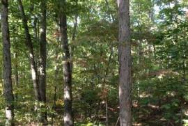 Beautiful Wooded Acreage in Steelville, MO, Joins Miles of Mark Twain National Forest, Spring, Creek Highway Y, Steelville, Missouri 65565