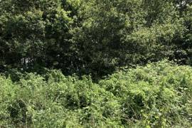 Building Plot in Rural Village