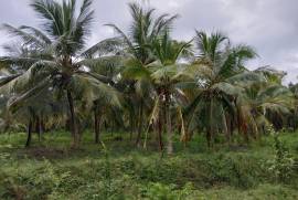 2 Plots of land for sale in Kandakalle Estate Sri