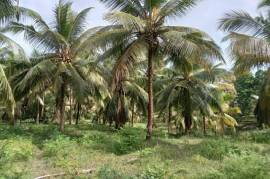 2 Plots of land for sale in Kandakalle Estate Sri