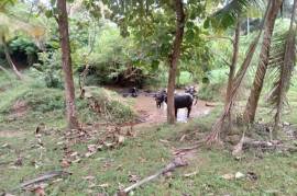 2 Plots of land for sale in Kandakalle Estate Sri
