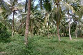 2 Plots of land for sale in Kandakalle Estate Sri