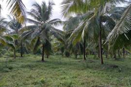 2 Plots of land for sale in Kandakalle Estate Sri