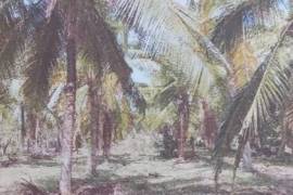 2 Plots of land for sale in Kandakalle Estate Sri
