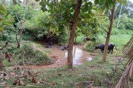 2 Plots of land for sale in Kandakalle Estate Sri