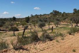 Excellent Plot of land for sale in Fabara Zaragoza Aragon
