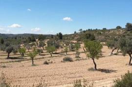 Excellent Plot of land for sale in Fabara Zaragoza Aragon