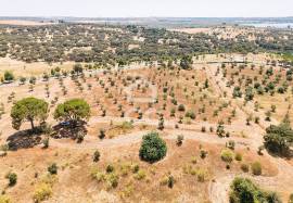 Land Avis