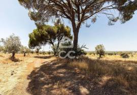 Land Avis