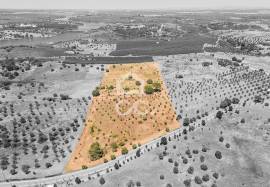 Land Avis