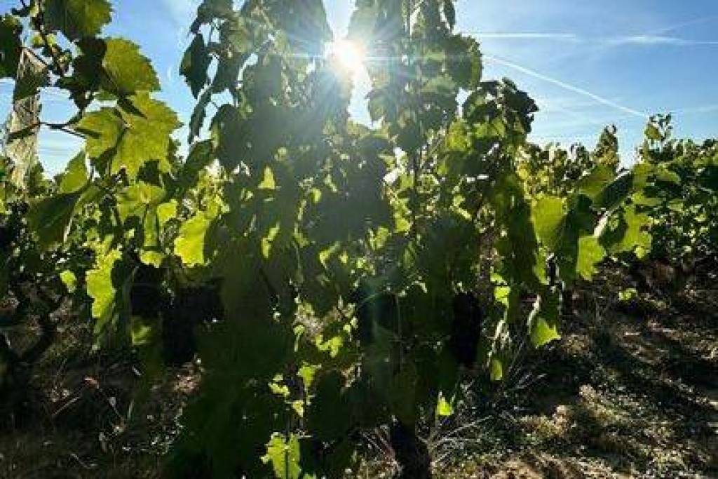 A vendre vignes AOC Moulin à Vent