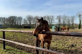 Propriété Equestre