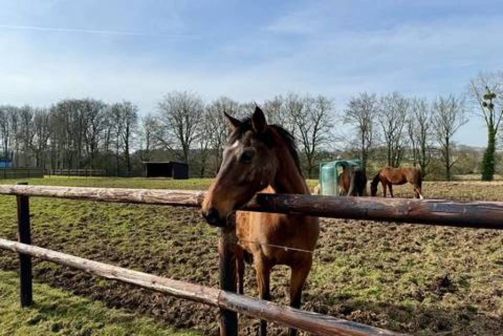 Propriété Equestre