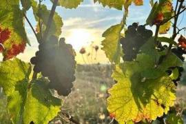 A vendre LANCIE vignes AOC Beaujolais et Beaujolais village