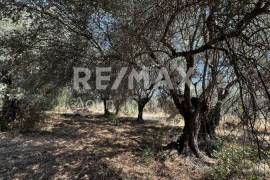 Agricultural 1145 sq.m for sale