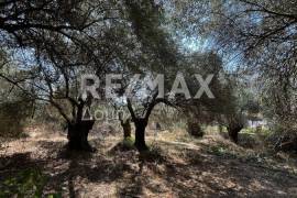 Agricultural 1145 sq.m for sale