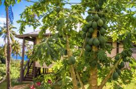 Vakanananu Retreat For Sale in Matei Taveuni Island