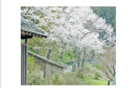 Excellent Plot of land for sale in Sakura