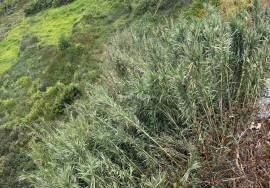 Land for Sale with Approved Project for 3 Bedroom Villa - Ribeira Brava - 1055 square meters Land for Sale with Approved Project for 3 Bedroom Villa - Ribeira Brava - 1055 square meters