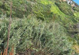 Land for Sale with Approved Project for 3 Bedroom Villa - Ribeira Brava - 1055 square meters Land for Sale with Approved Project for 3 Bedroom Villa - Ribeira Brava - 1055 square meters