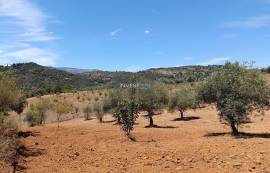 Detached 3 bedroom villa with garage - 18000 m2 of land with olive trees in Macedo de Cavaleiros