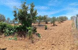 Detached 3 bedroom villa with garage - 18000 m2 of land with olive trees in Macedo de Cavaleiros