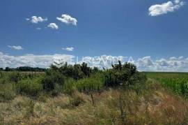 Podgorač – Agricultural Land with Hazelnut Orchard, 11,622 m²