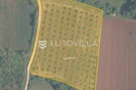Istria, Tar, agricultural land with olive grove NKP 7628 m2