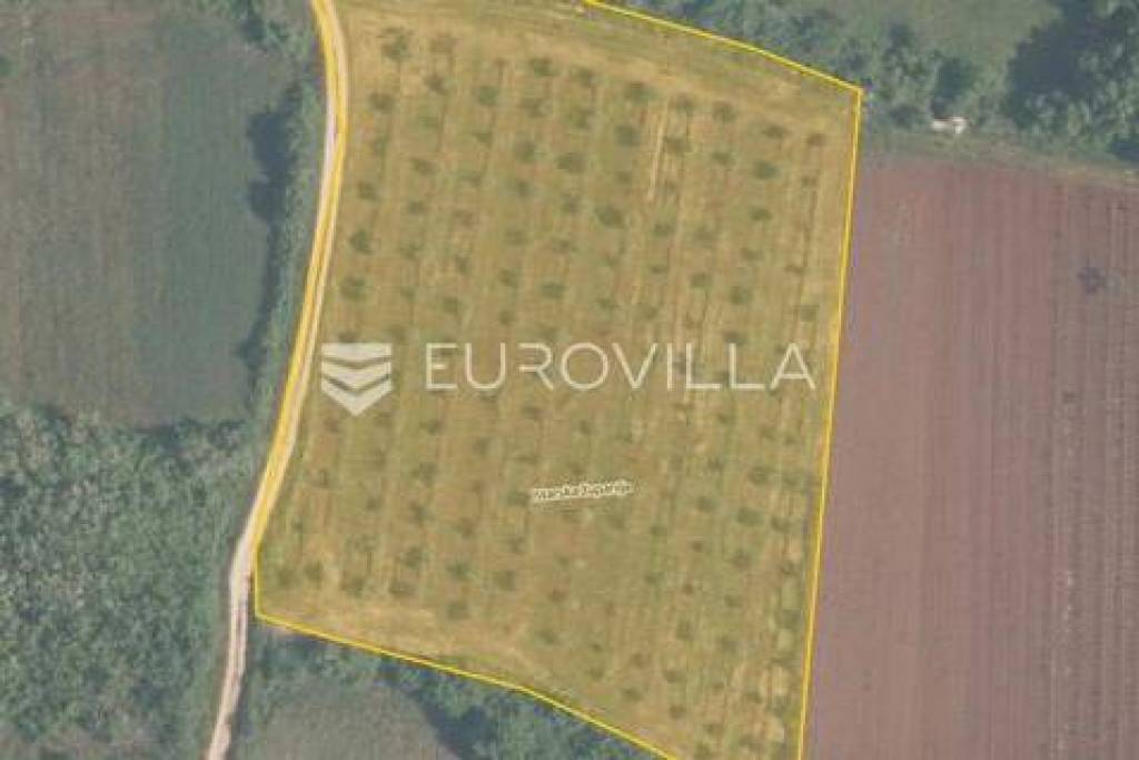 Istria, Tar, agricultural land with olive grove NKP 7628 m2