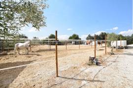 FANTASTIC EQUESTRIAN FACILITY IN LA MARINA, COSTA BLANCA