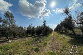 1 hectare of agricultural land planted with 400 olive roots, 80 walnut trees and a 40m2 house.
