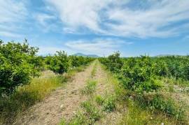 Land for Sale with Orange Grove in Metoq