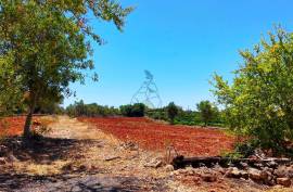 Rustic Land in Montes Grandes - Silves Rustic Land in Montes Grandes - Silves