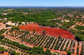 Rustic Land in Montes Grandes - Silves Rustic Land in Montes Grandes - Silves