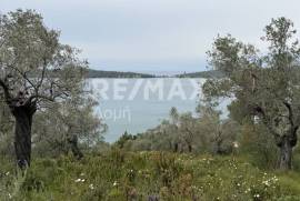 Agricultural 6250 sq.m for sale Agricultural 6250 sq.m for sale