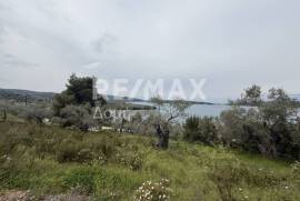 Agricultural 6250 sq.m for sale Agricultural 6250 sq.m for sale