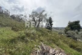 Agricultural 6250 sq.m for sale Agricultural 6250 sq.m for sale