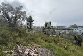 Agricultural 6250 sq.m for sale Agricultural 6250 sq.m for sale