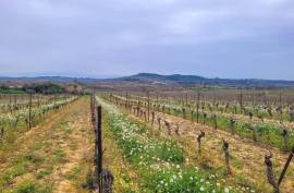A Hobby Or Change Of Life? 10 Hectares 60 Of Vines On The Same Site, Offering Different Grape Varieties. A Hobby Or Change Of Life? 10 Hectares 60 Of Vines On The Same Site, Offering Different Grape Varieties.