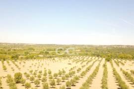 Farm Vidigueira