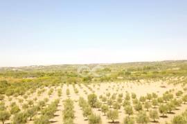 Farm Vidigueira