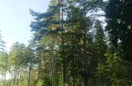 For sale 3,24 ha residential land 300 m from coast of sea in Latvia!